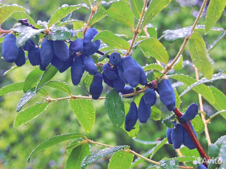 Саженцы жимолости