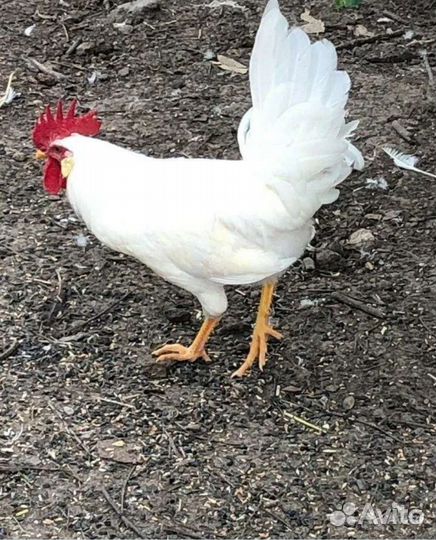 Молодые петухи Легорнов