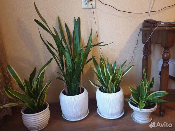 Комнатные цветы-сансиверия