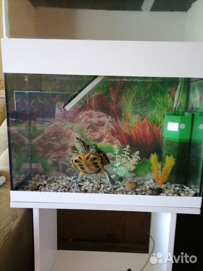 Аквариум