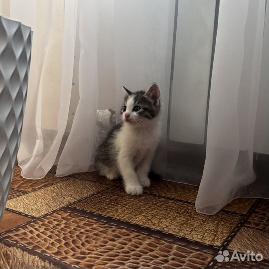 Кошки в добрые руки даром
