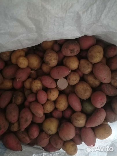 Картофель для животных