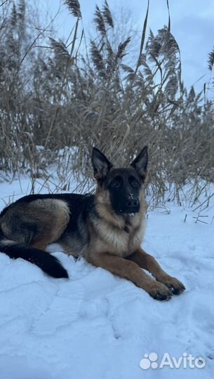 Немецкая овчарка