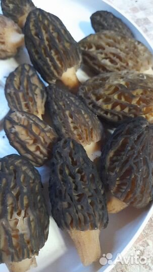 Грибы сморчки (сморчковая шапочка,сушёные и свежие