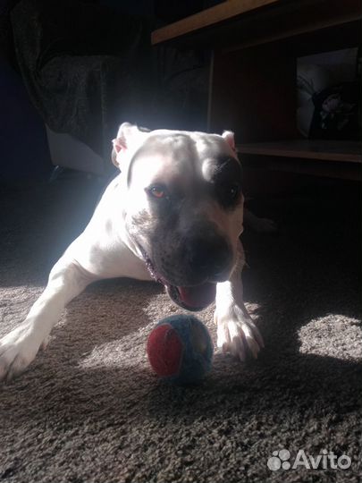 Вязка стаффордширский терьер