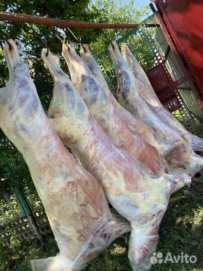 Мясо баранина свежая