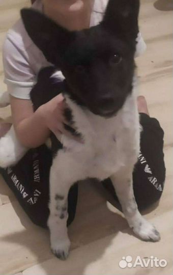 Собака ориентировка