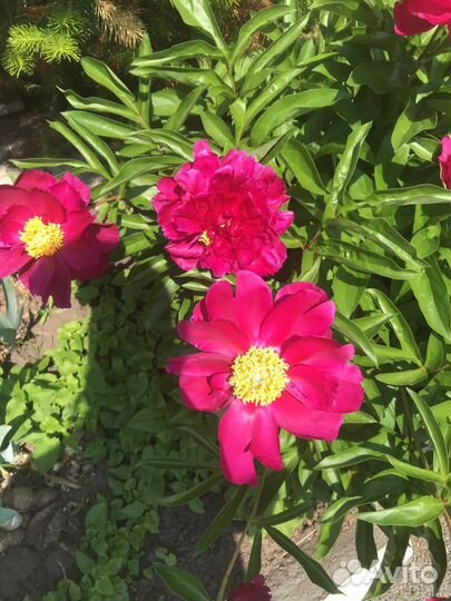 Саженцы пиона бордо и белые