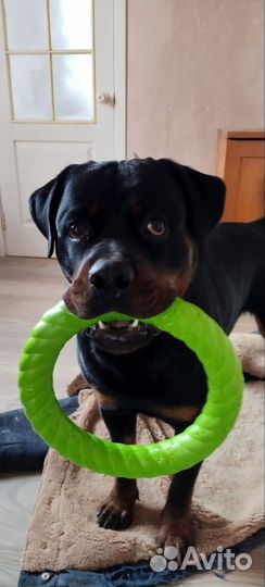 Вязка ротвейлера