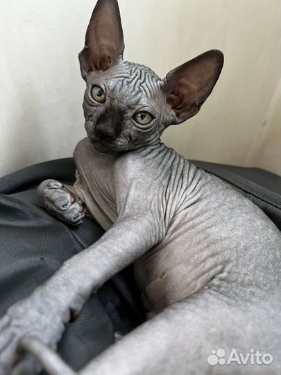 Котята сфинкс