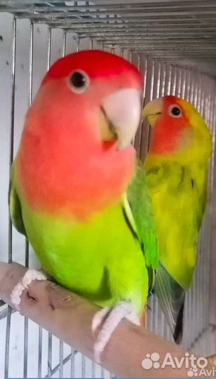 Попугай неразлучники с клеткой пара