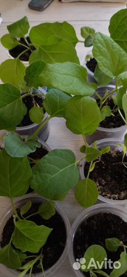 Рассада помидор, перцев, баклажанов