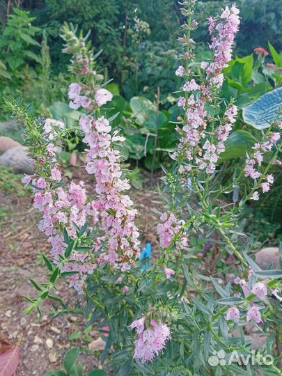 Многолетники, уксус яблочный