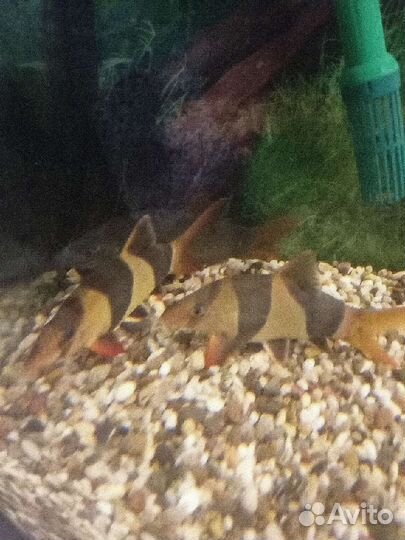 Аквариумные рыбки 7 шт