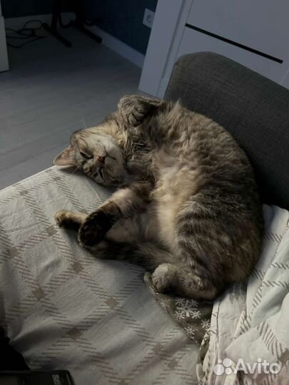 Ласковая кошка в добрые руки