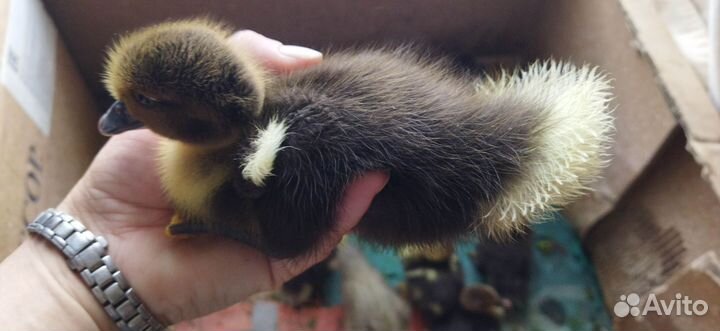 Подрощенные индоутята