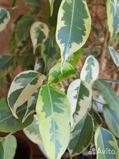 Фикус бенджамина