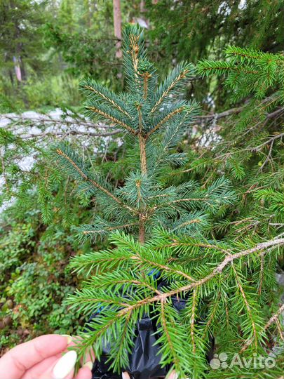 Ель голубая