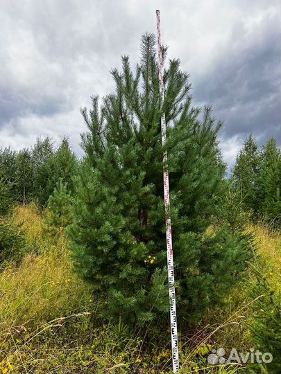 Саженцы Сосна обыкновенная крупномер доставка от 2