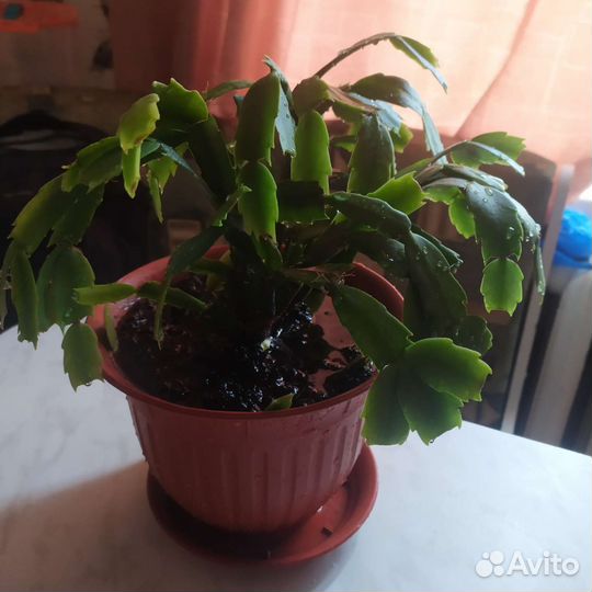 Продам цветы комнатные
