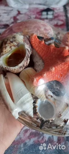 Набор ракушек