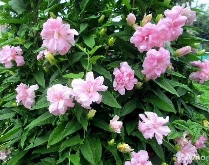 Калистегия (сибирская роза)