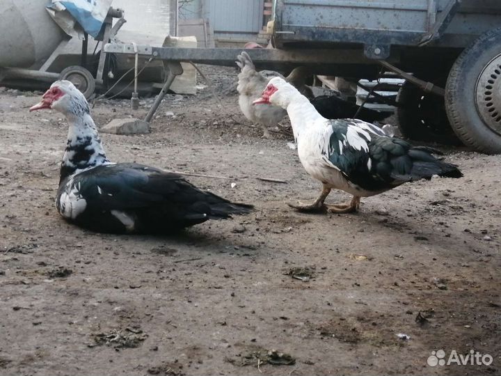 Мускусные утки