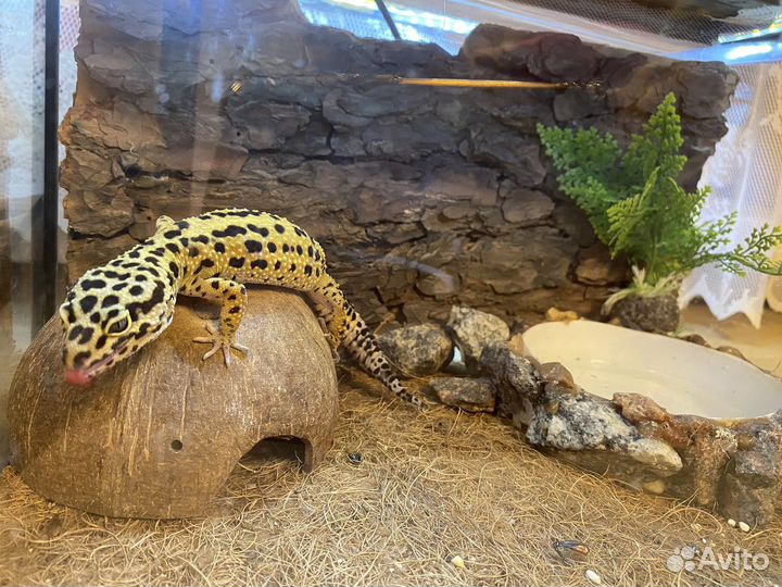 Геккон эублефар