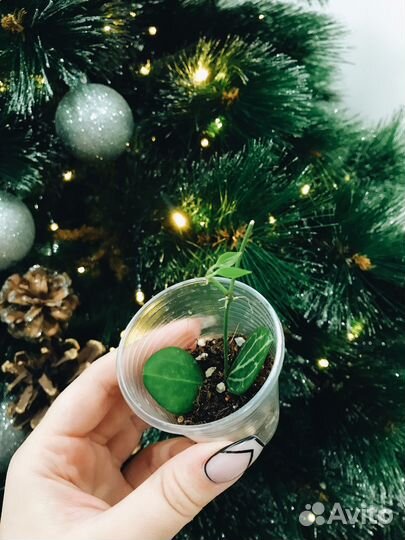 Хойи, Дисхидии