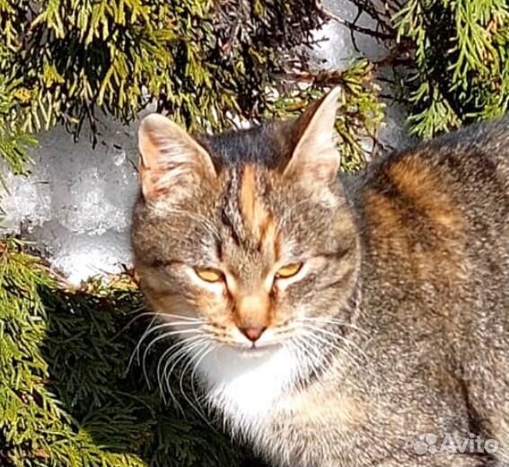 Антилопе очень нужен дом и семья