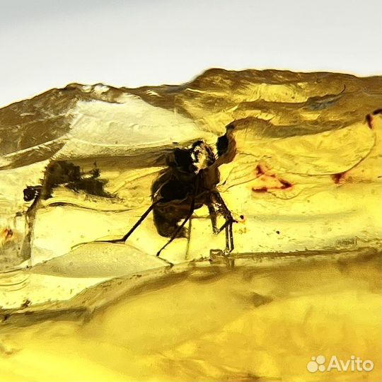 Янтарь с инклюзами окаменелость ископаемый древний