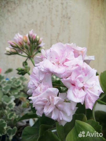 Пеларгония герань срезы