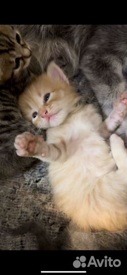 Маленькие котята бесплатно