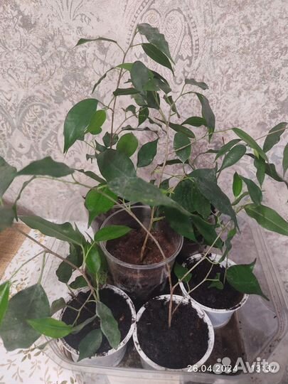 Фикус бенджамина