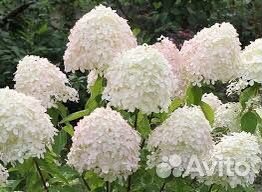 Гортензия метельчатая