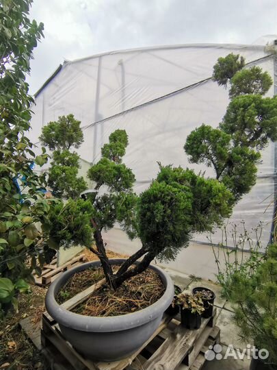 Можжевельник