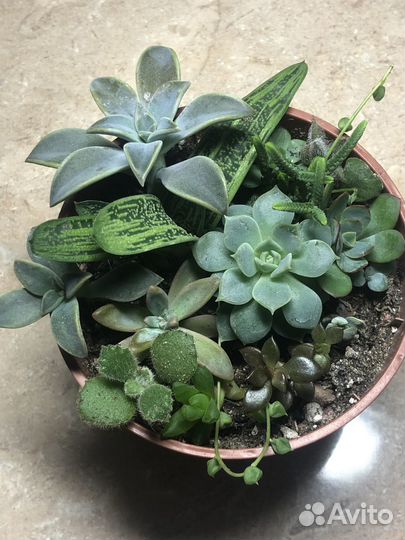 Садики из суккулентов