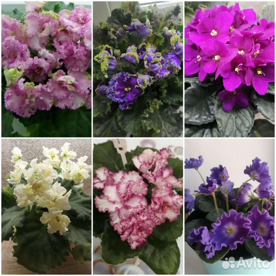 Комнатные цветы Сортовые фиалки(9 видов)