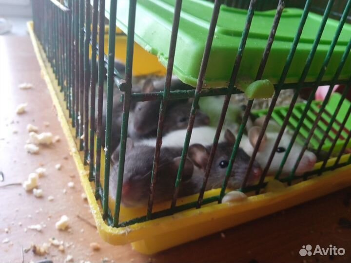 Крысы Дамбо малыши