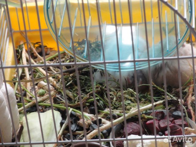 Джунгарские хомячки. Родились 03.05.2024г