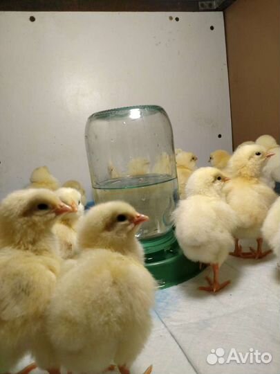 Цыплята бройлеров Кобб 700