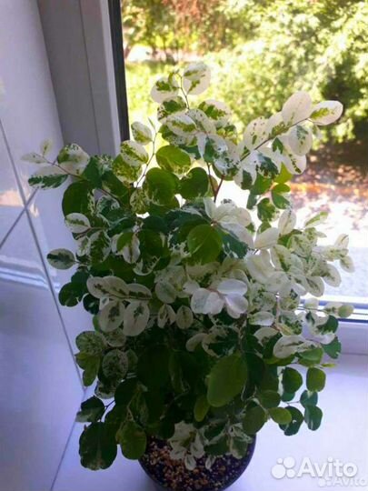 Брейния снежная