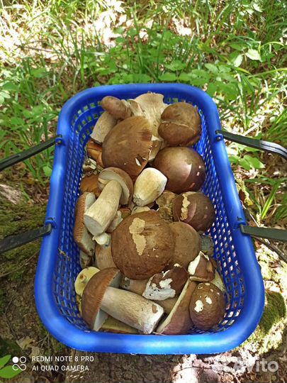 Грибы белые