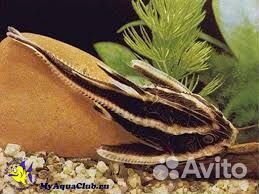 Аквариум, рыбки 3