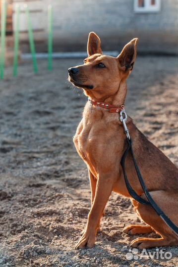 Ищет дом не большой пёсик Гаррик