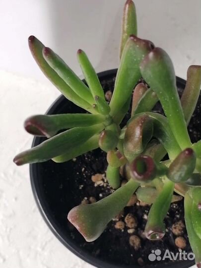 Крассула хоббит (комнатное растение)