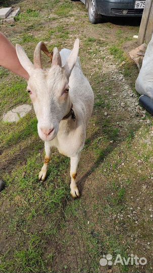 Продам коз