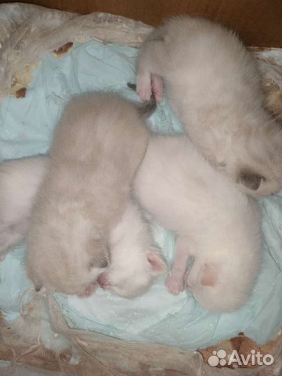 Кошки и котята