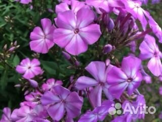 Садовые цветы