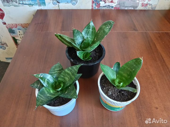 Сансевиерия Ханни